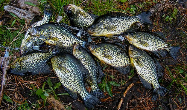 Crappie in Spring