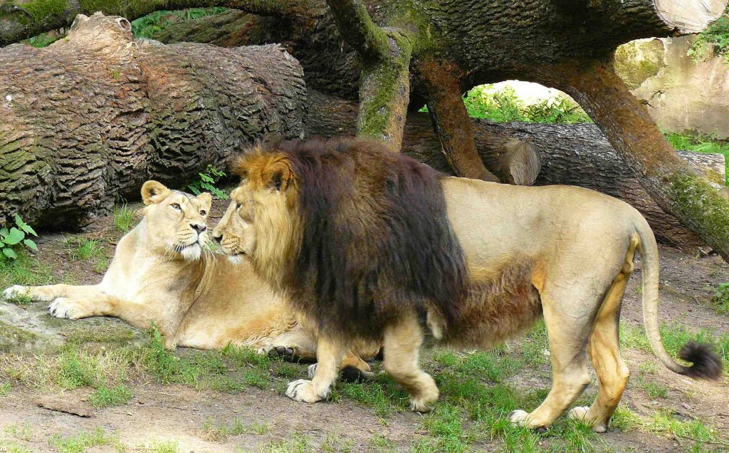 o que fazer em gramado &agrave; noite gramadozoo