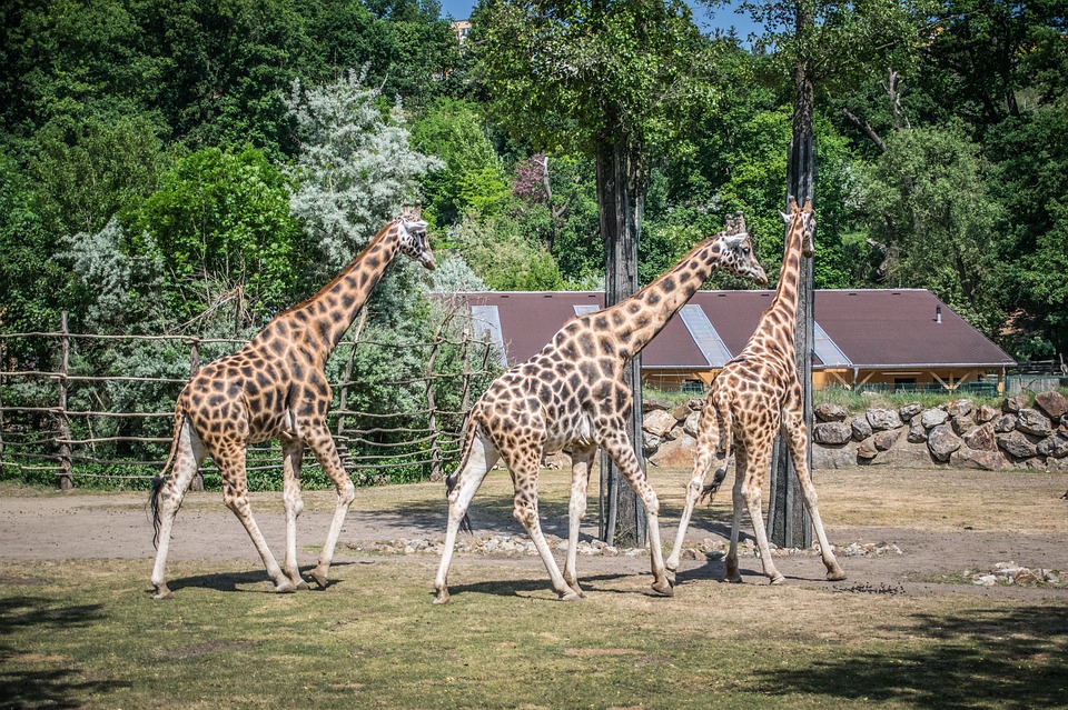 o que fazer em gramado com crian&ccedil;as gramado zoo