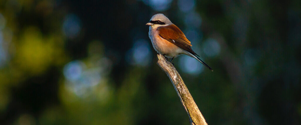 birdwatching 