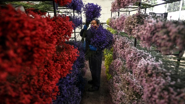 An employee places bouquets on shelves in Bogot&aacute; on Feb. 1, as Colombia prepares to export flowers for Valentine