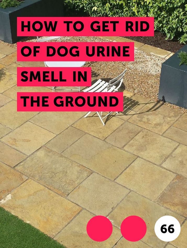 Learn How to Get Rid of Dog Urine Smell in the Ground ...