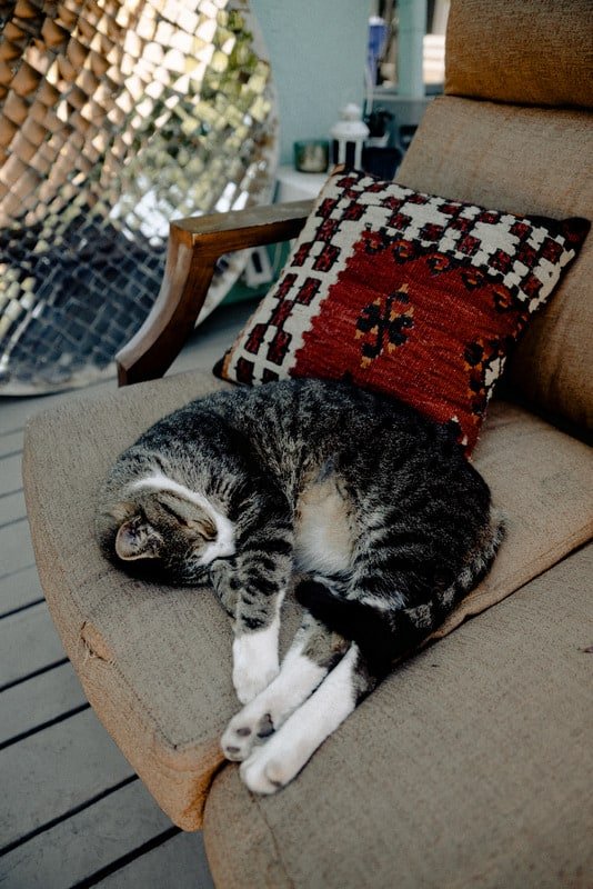 How to Keep Cats Off Outdoor Patio Furniture &acirc; Sunshine & Play