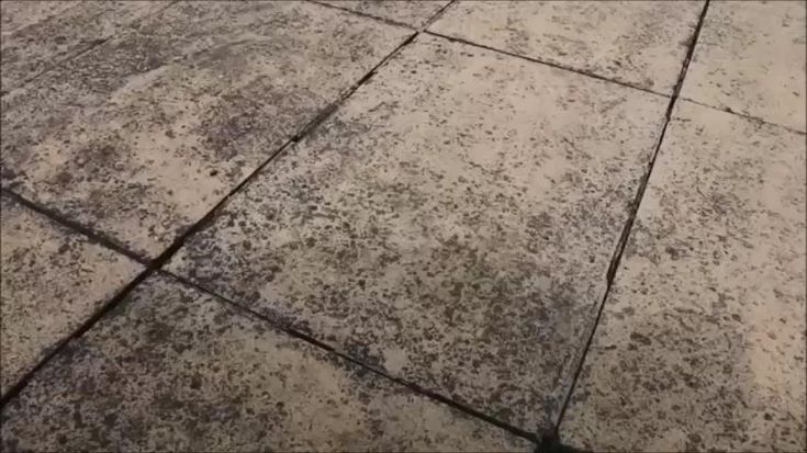 How to clean Patio from Black Spot and Black lichen [Video ...