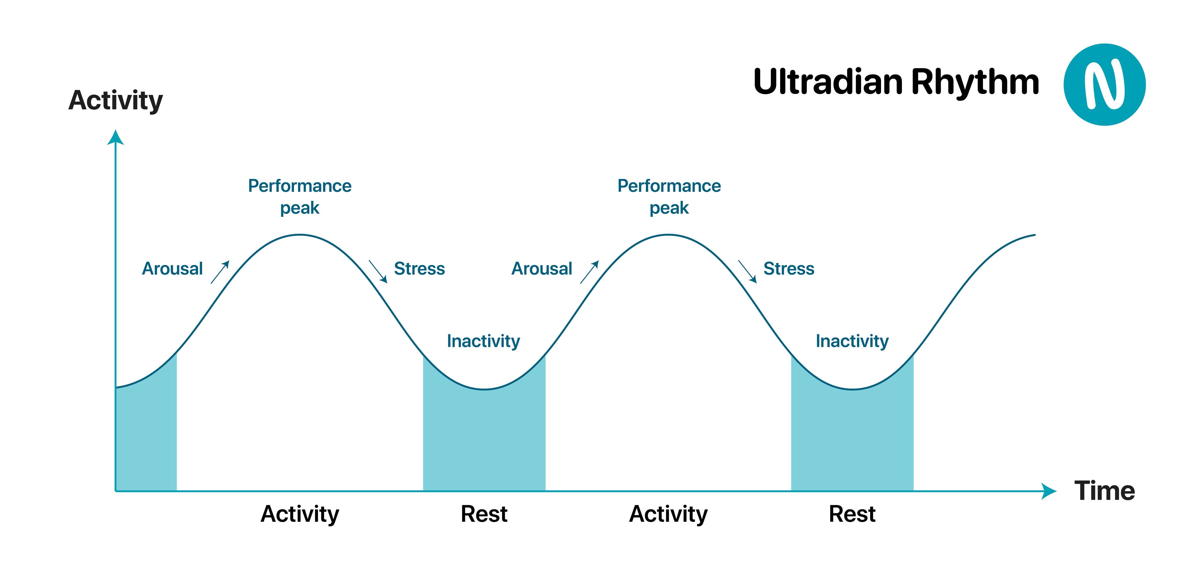 Ultradian Rhythm Graph from Nimbus Web Inc