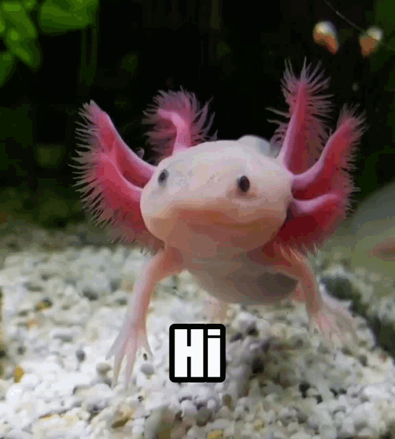 Axolotls Hi. GIF powered by Nimbus Platform